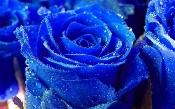 Blue Rose Wallpaper скриншот 3