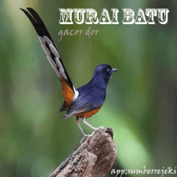 Murai Batu Medan Gacor dor icon