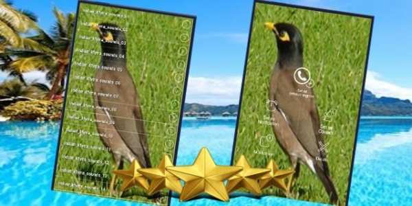 Indian Myna Sound : Indian Myna Bird Song 1 تصوير الشاشة