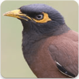 Indian Myna Sound : Indian Myna Bird Song أيقونة