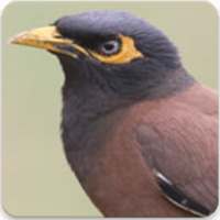 Indian Myna Sound : Indian Myna Bird Song on 9Apps