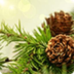 Fir-trees Live Wallpaper 1.0