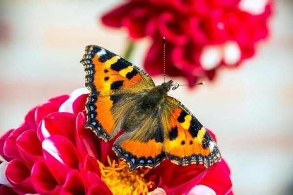 Butterfly wallpapers screenshot 5