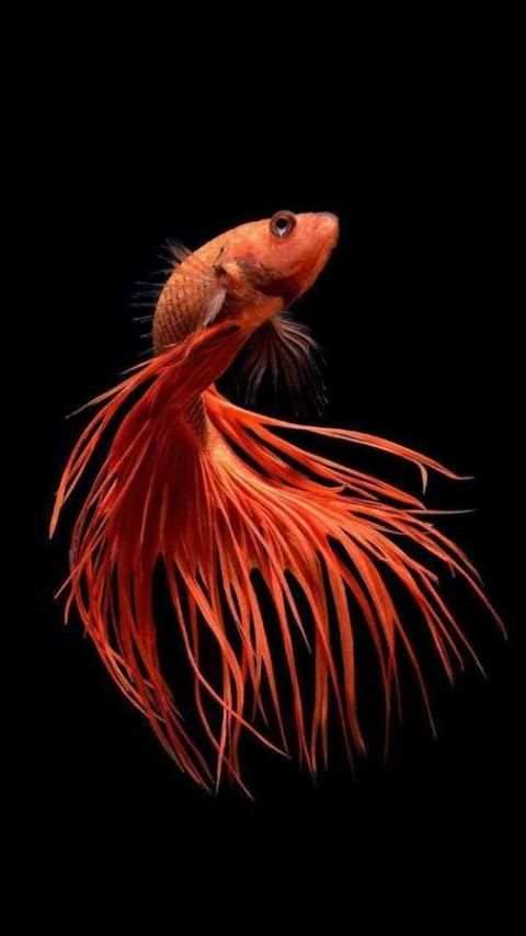 Cute Betta Fish Wallpapers 5 تصوير الشاشة