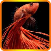 Cute Betta Fish Wallpapers on 9Apps