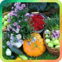 Дача и огород