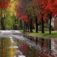 # # Autumn Rain Live Wallpaper