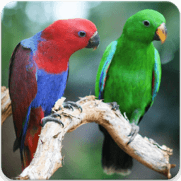ikon Eclectus Roratus Sounds : Eclectus Parrot Song