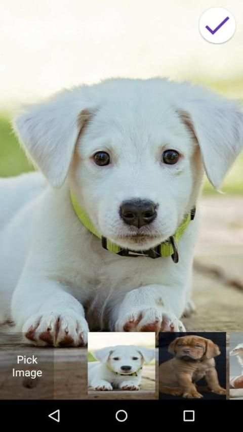 Cute Puppy Lock Screen 6 تصوير الشاشة