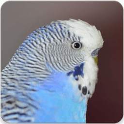 Parakeet Bird Sounds : Budgerigar Sounds
