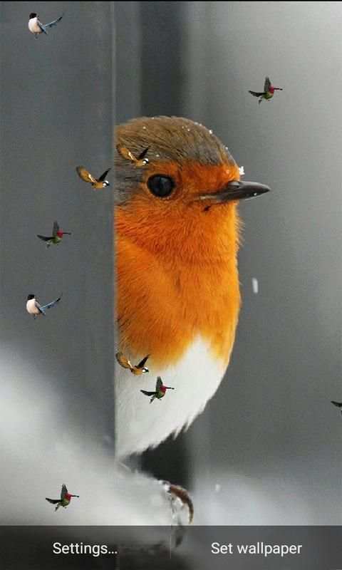 J7 HD Birds Live Wallpaper स्क्रीनशॉट 6