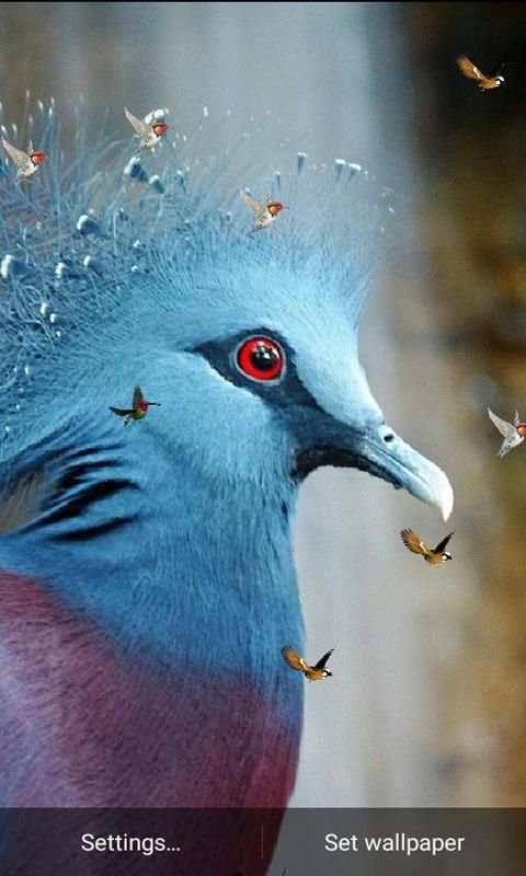 J7 HD Birds Live Wallpaper स्क्रीनशॉट 7
