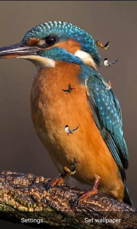 J7 HD Birds Live Wallpaper स्क्रीनशॉट 1