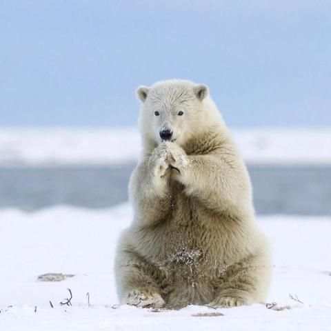BEAR Wallpapers v1 скриншот 7