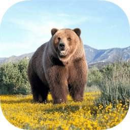 Bear Wallpapers v1 1.0