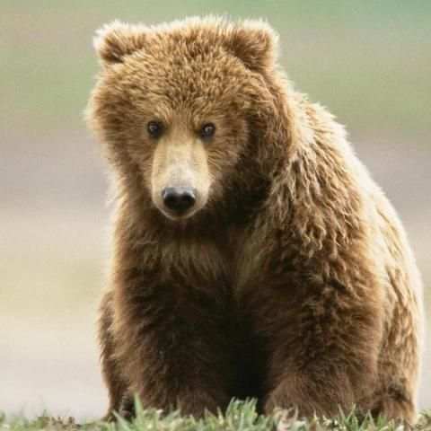 BEAR Wallpapers v1 скриншот 2