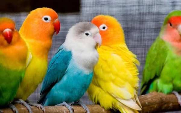 Nice Birds Puzzle screenshot 5
