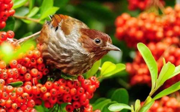 Nice Birds Puzzle screenshot 6