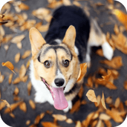 Cute Puppy Theme C Launcher иконка