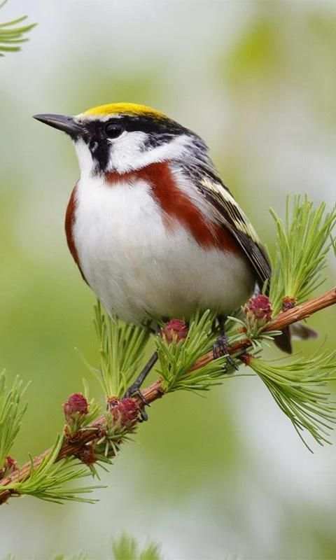 Love Birds Wallpapers скриншот 2