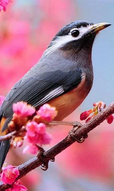 Love Birds Wallpapers скриншот 3