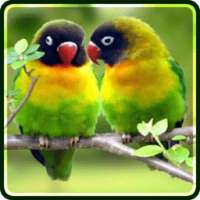 Love Birds Wallpapers