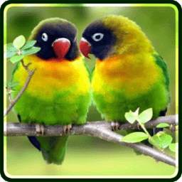 Love Birds Wallpapers 1.0