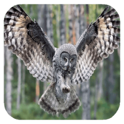 Flying Owl Live Wallpaper आइकन