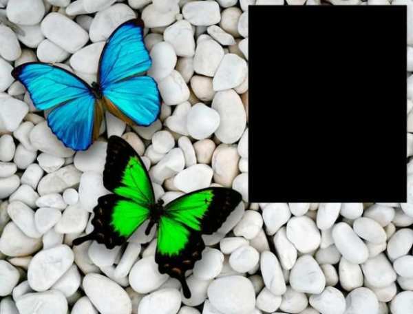 Butterflies Photo Frames screenshot 3