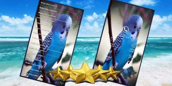 Australian Bird Sounds: Budgie Melopsittacus Sound screenshot 1