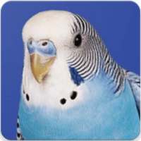 Australian Bird Sounds: Budgie Melopsittacus Sound on 9Apps