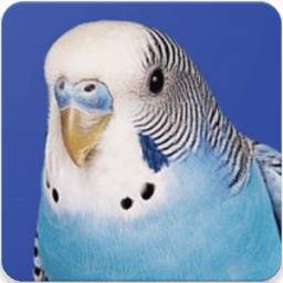 Australian Budgie Bird Sounds 1.0