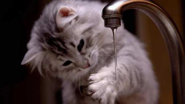 Cute Cat Wallpapers 5 تصوير الشاشة