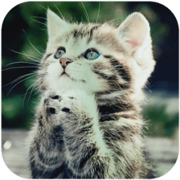 Cute Cat Wallpapers आइकन