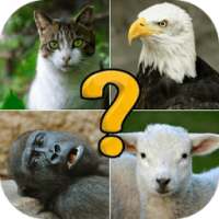 Animal quiz: free quiz game