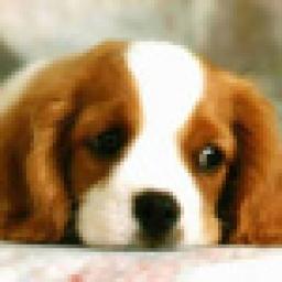 ikon Dogs (Soundboard)