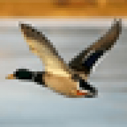 Утки Обои иконка