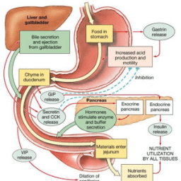 Little Quiz Digestive System иконка