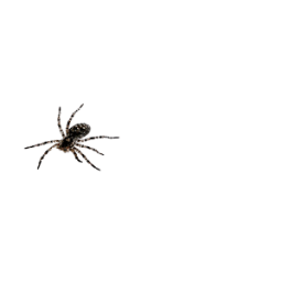 Spider Live Wallpaper आइकन