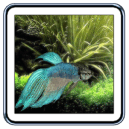 Betta Fish Live Wallpaper आइकन