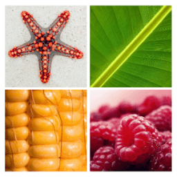 4 Pics 1 Word иконка