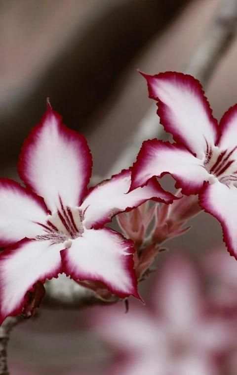 Wallpaper Background 4 تصوير الشاشة
