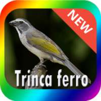Best Trinca Ferro BirdSong on 9Apps