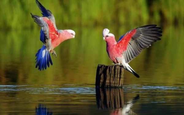 Parrot Bird HD Wallpaper स्क्रीनशॉट 8