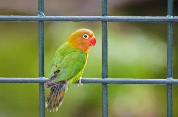 Parrot Bird HD Wallpaper स्क्रीनशॉट 1