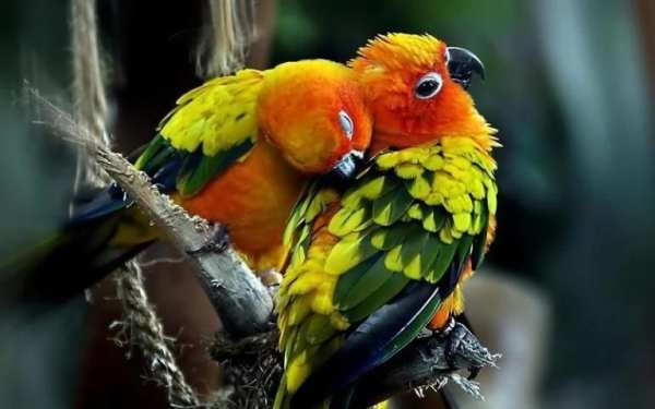Parrot Bird HD Wallpaper स्क्रीनशॉट 3