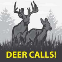 Deer Sounds & Calls!