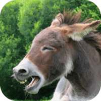 Donkey Sound Free on 9Apps