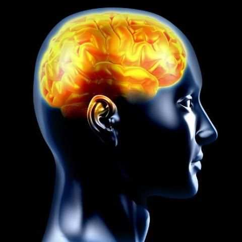 Pelatihan Brain screenshot 6