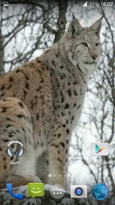 Lynx. Video Wallpaper screenshot 5